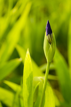 鳶尾花