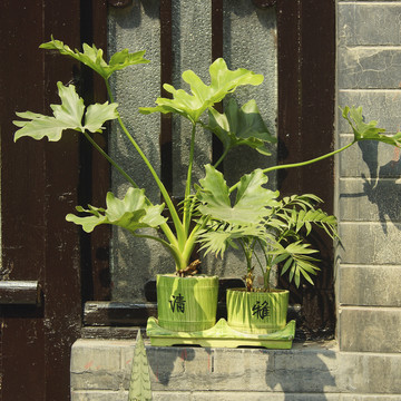 古窗臺綠色植物