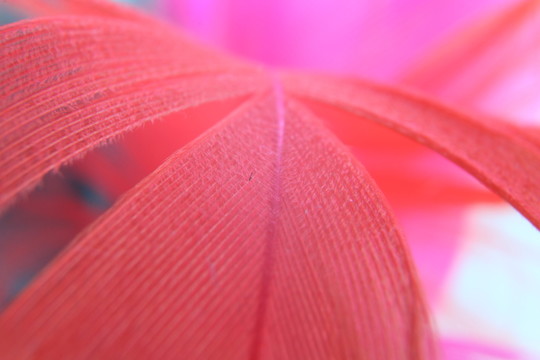 彩色羽毛