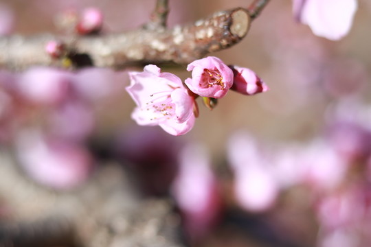 桃花