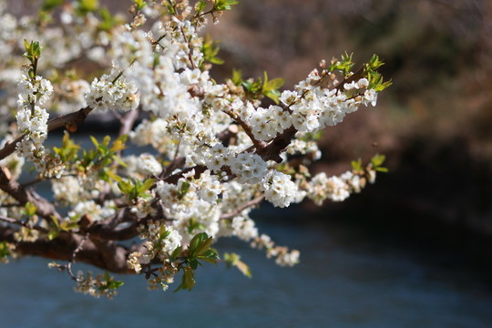 梨花