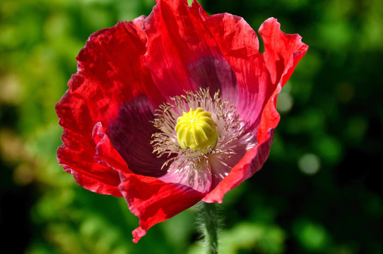 mohnblüTE