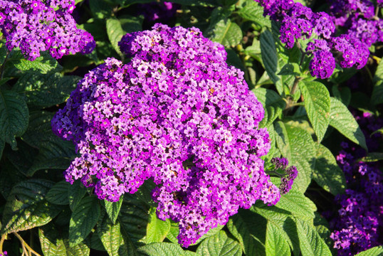 香草花花園向日葵03