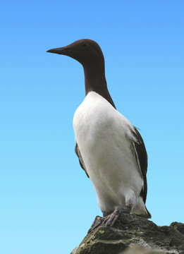 藍(lán)鳥