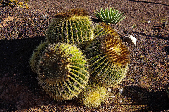 ？熱帶仙人掌花園，加那利群島