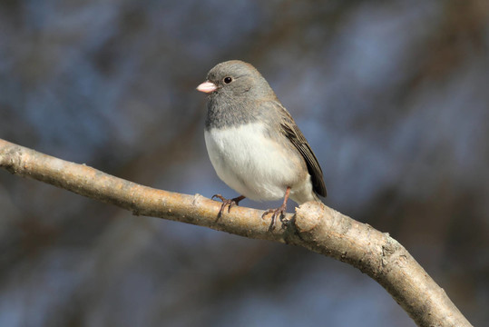 鳥