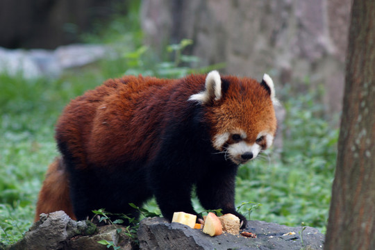 小熊貓