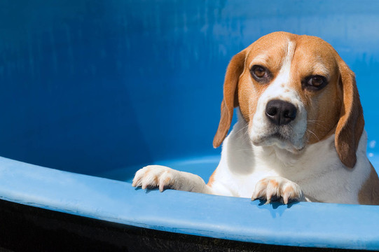 比格犬