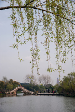 A003670 桃紅柳綠