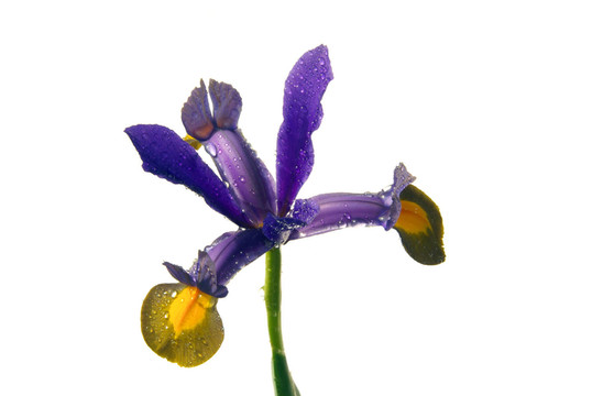 開花