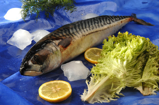 魚(yú)