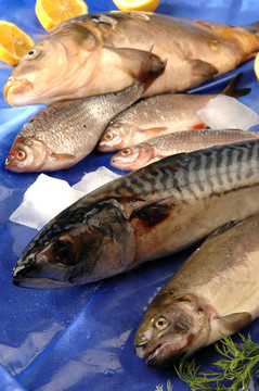 魚