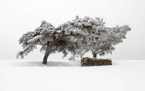 雪松木