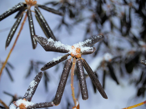 schneestern