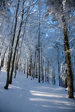 雪中小路