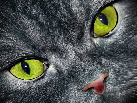 貓
