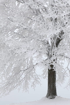 在雪和eiskleid樹(shù)