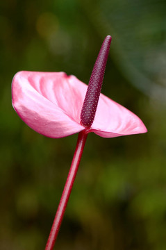 花卉