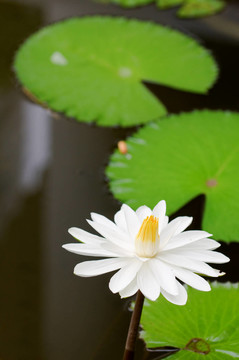 花卉