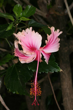 吊燈花