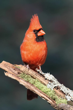 樹