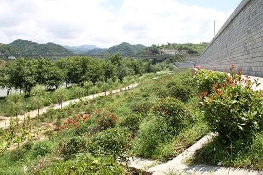 石泉江南公園堤防護坡綠化