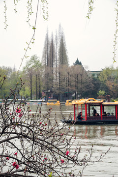 A004077桃紅柳綠