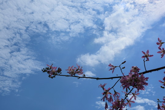 藍(lán)天白云
