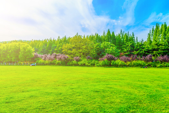 公園綠樹林