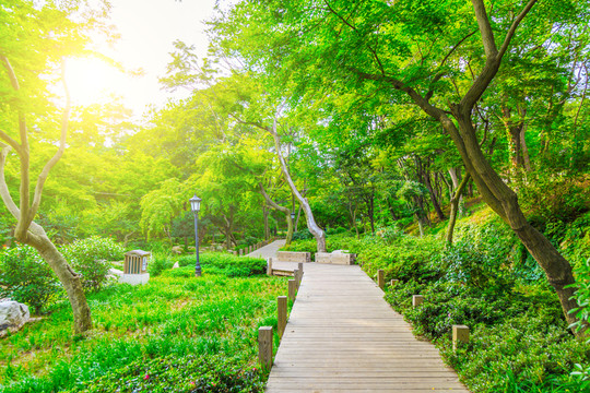 綠樹林小路