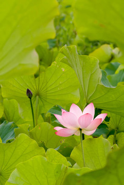 花卉