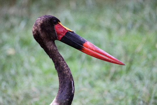 sattelstorch（后代）