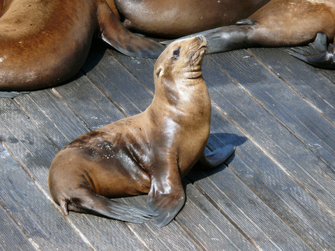 年輕的海獅