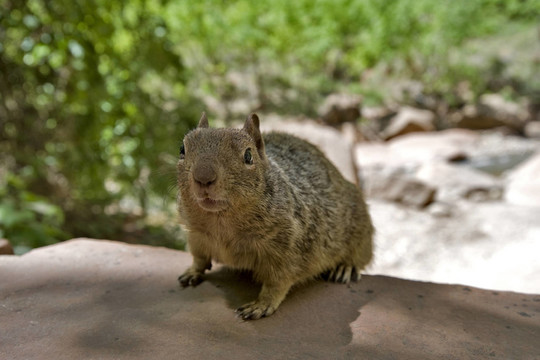 公園