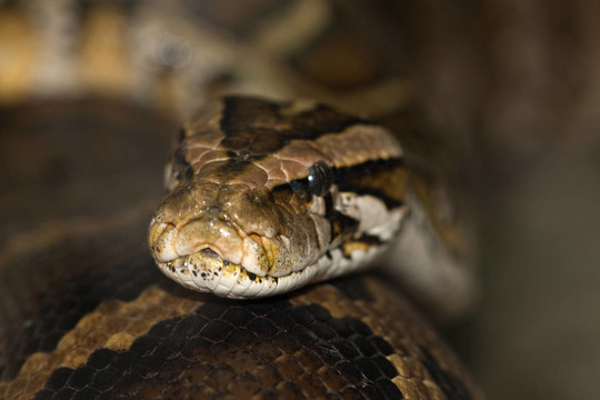 Python