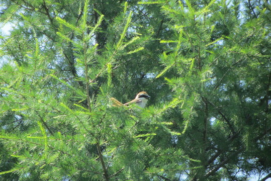 大興安嶺鳥類