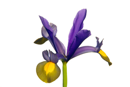 荷蘭鳶尾- iris hollandica 01