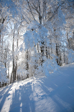 雪中的太陽(yáng)