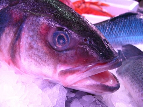 魚