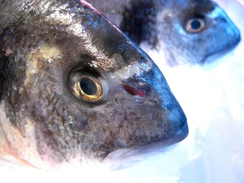 fischverkauf