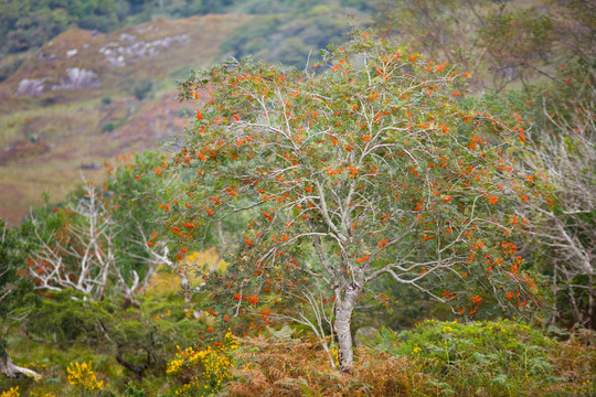 紅果樹