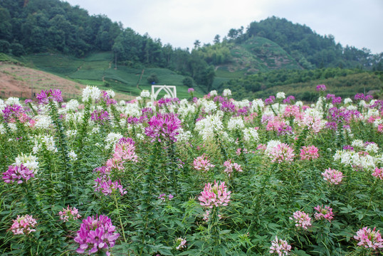 花卉