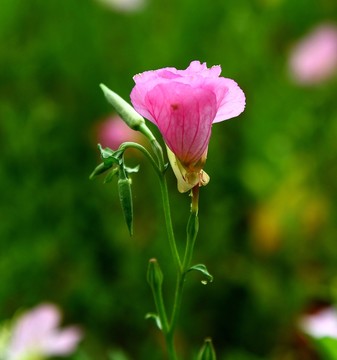 花卉 植物 花朵