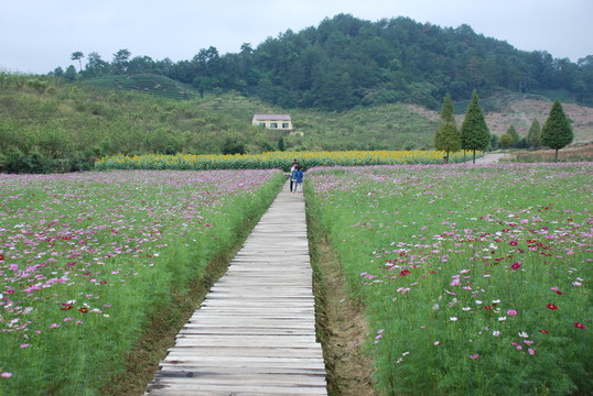 花田
