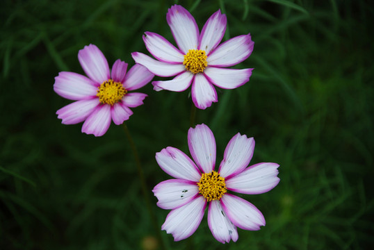 花卉