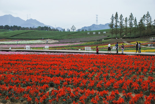 花卉基地