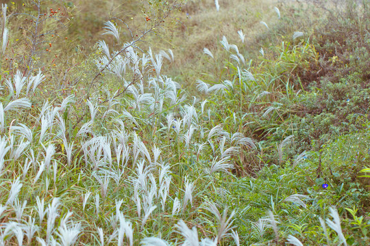 植物特寫 田野野草