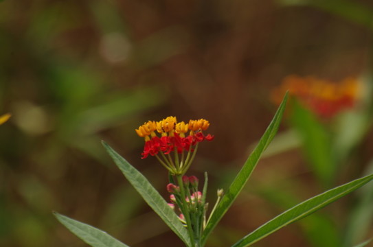 小紅花