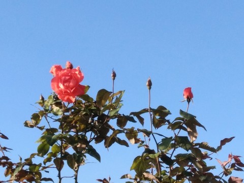 山茶花