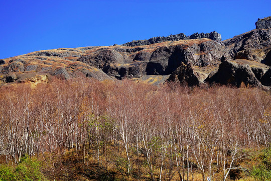 長白山岳樺林